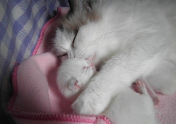 Ginger et son chaton - 7 jours - Chatterie Ragdolls du Val de Beauvoir